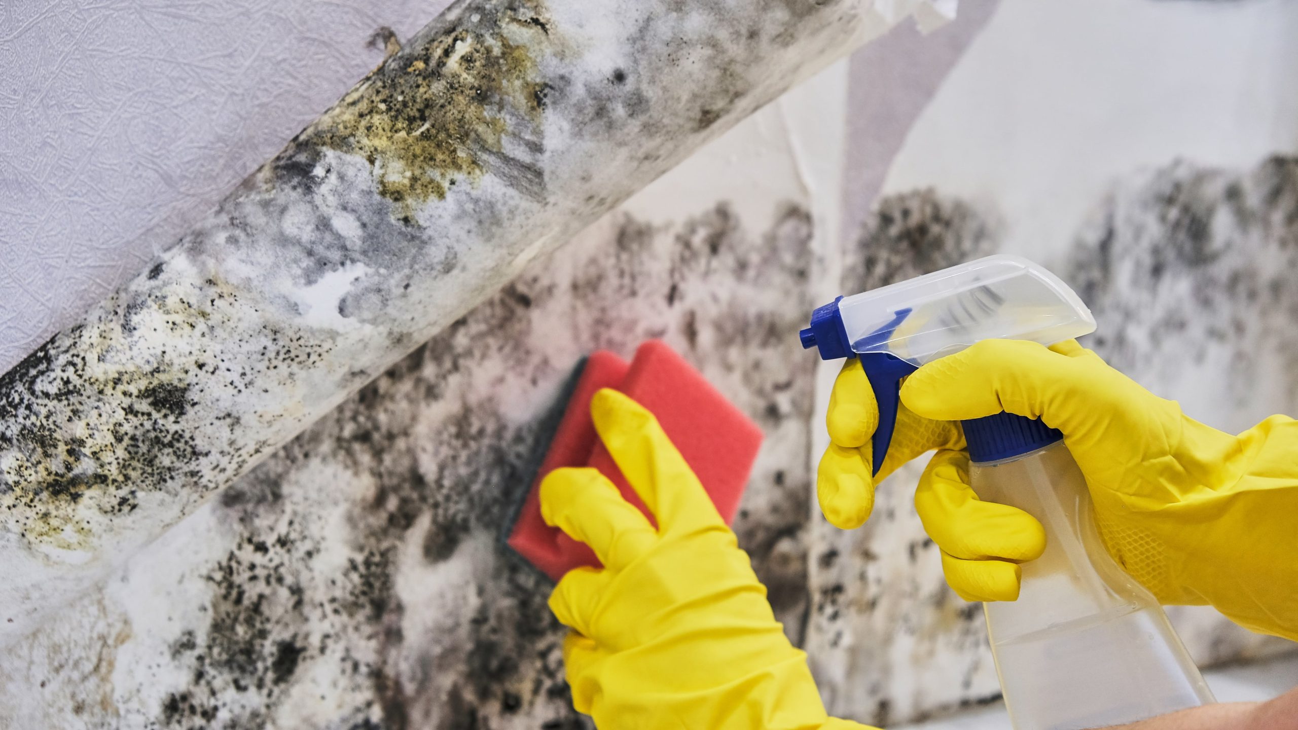 Cleaner using spray and sponge on mold